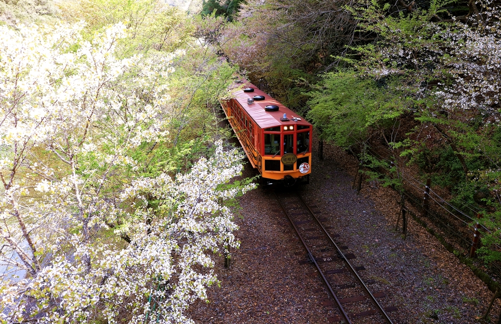 桜トンネル