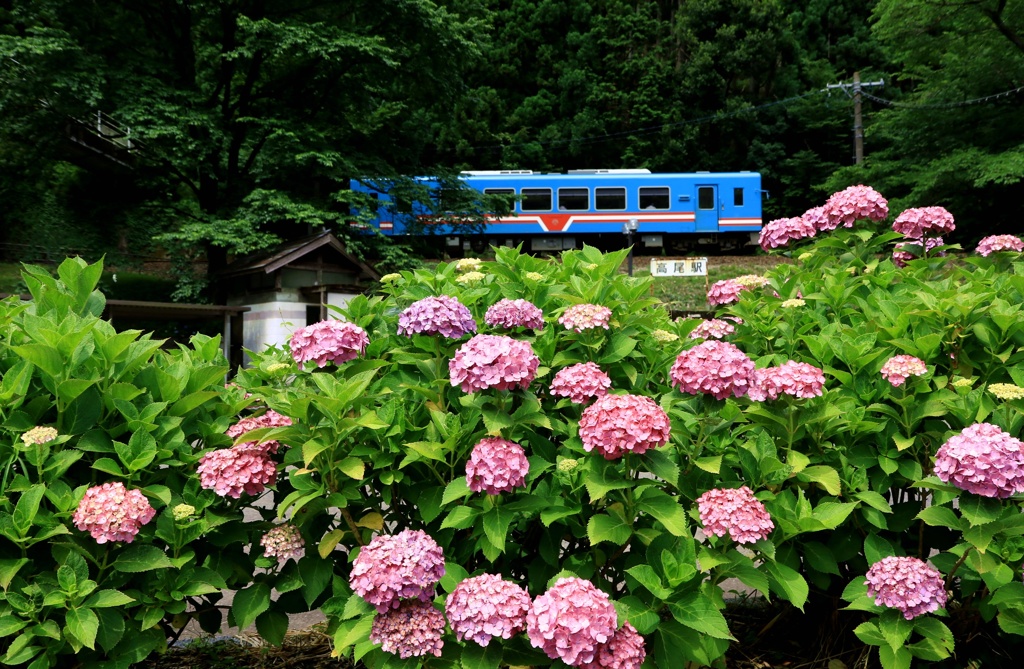 アジサイ駅 通過