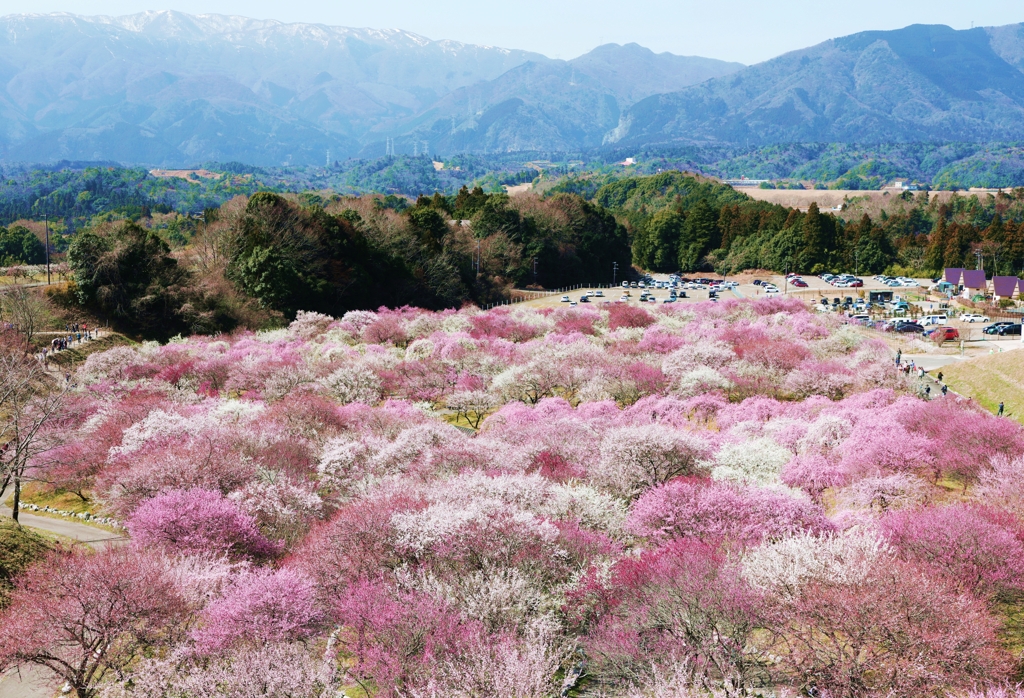 いなべ梅林風景