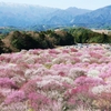 いなべ梅林風景