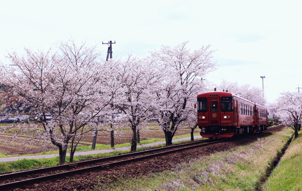 桜トンネル