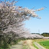 桜並木
