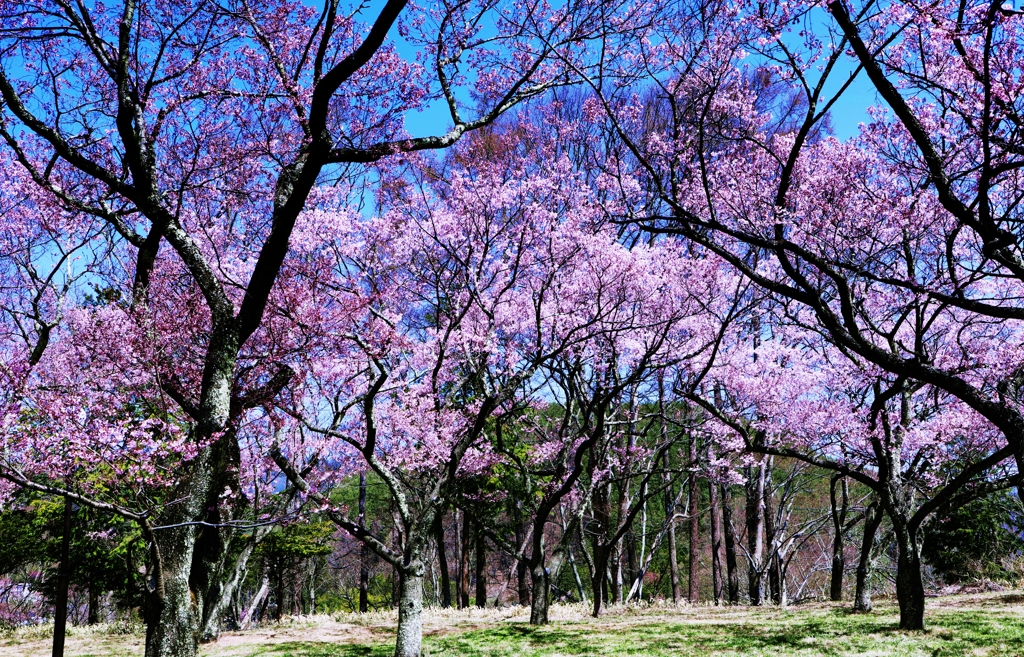 高遠城址公園