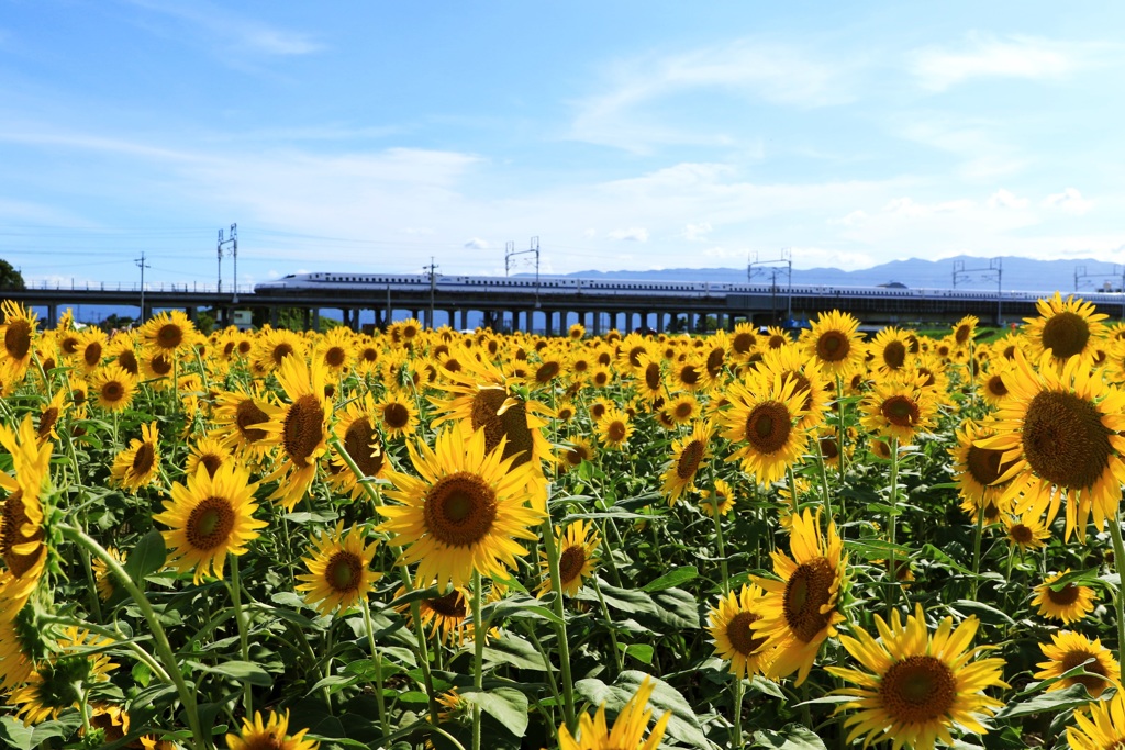 ひまわり畑を通過する東海道新幹線