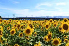 ひまわり畑を通過する東海道新幹線