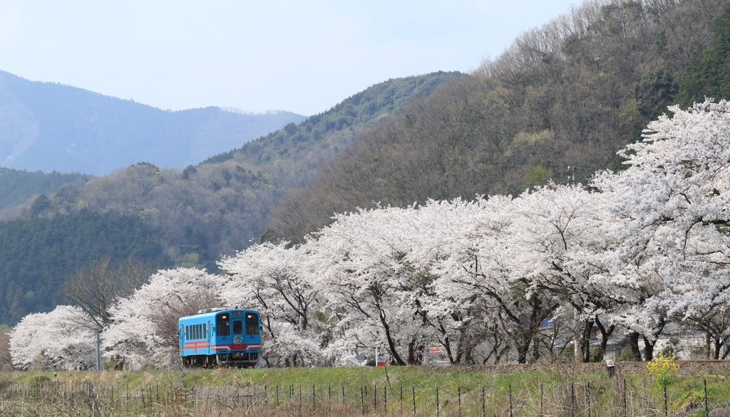 桜街道