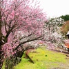 彩る花桃