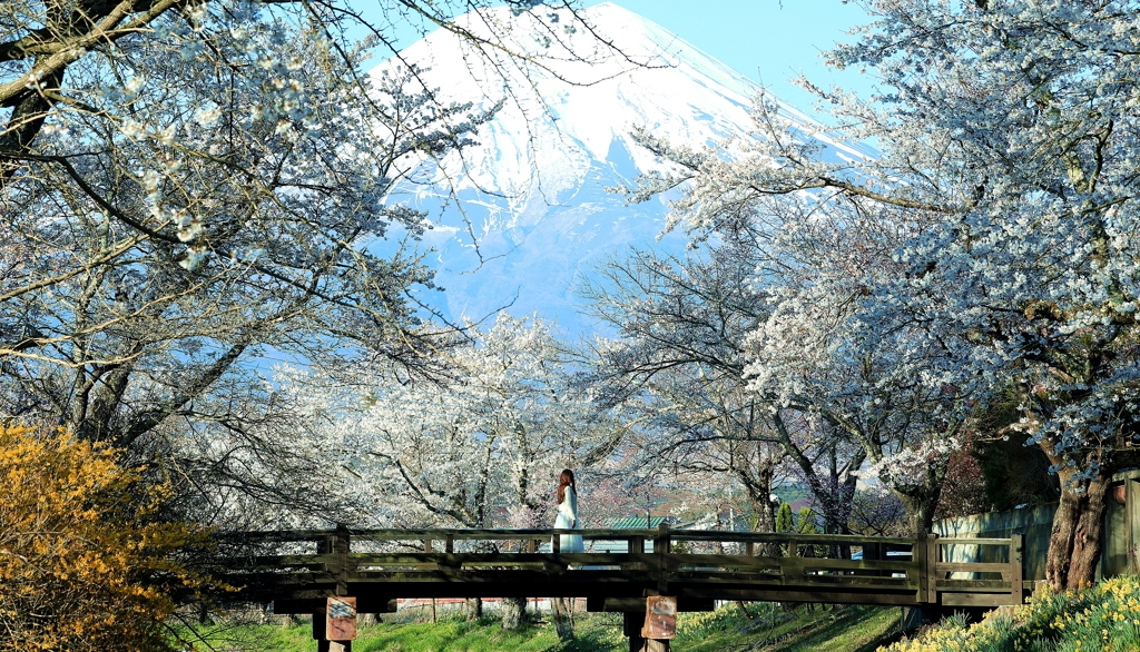 忍野 桜並木