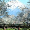 忍野 桜並木
