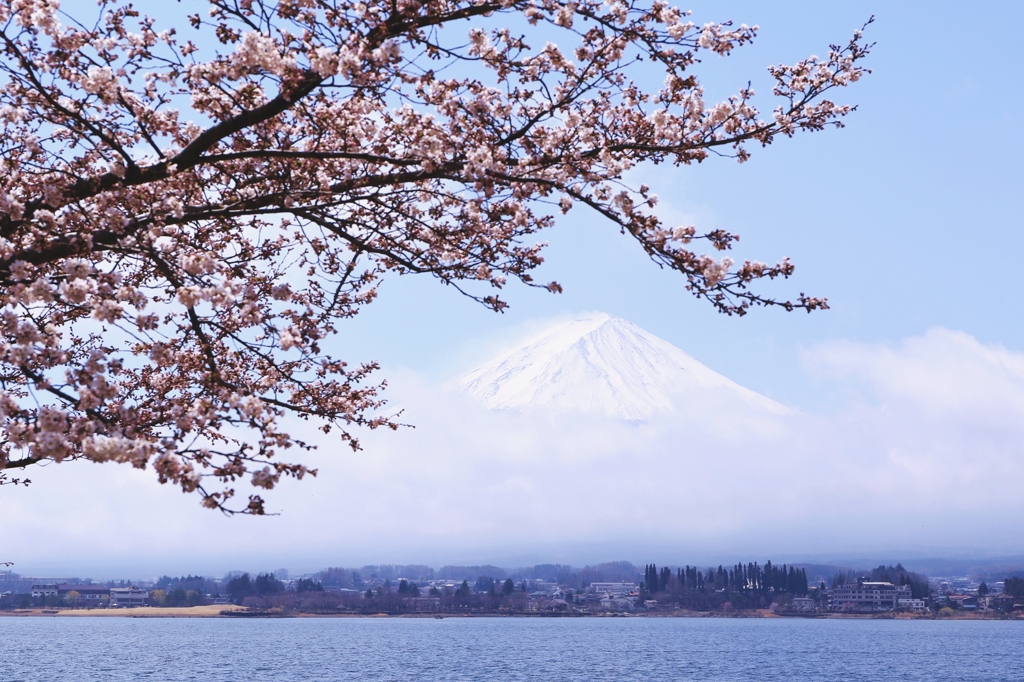 富士山と桜