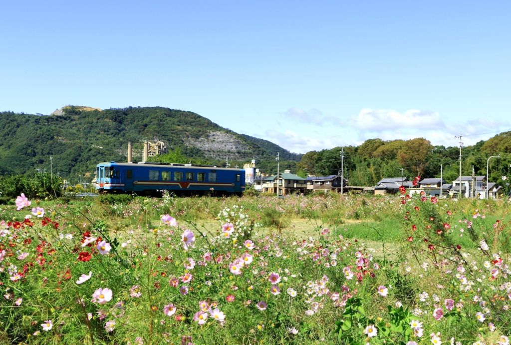 秋桜咲く樽見鉄道沿線