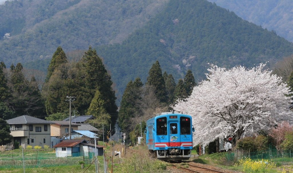 桜咲くのどかな光景
