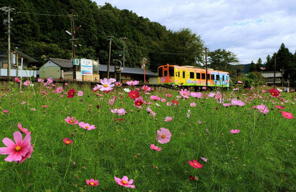 秋桜が彩る駅のホーム