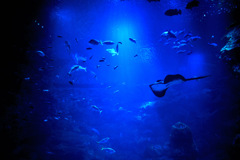 京都水族館