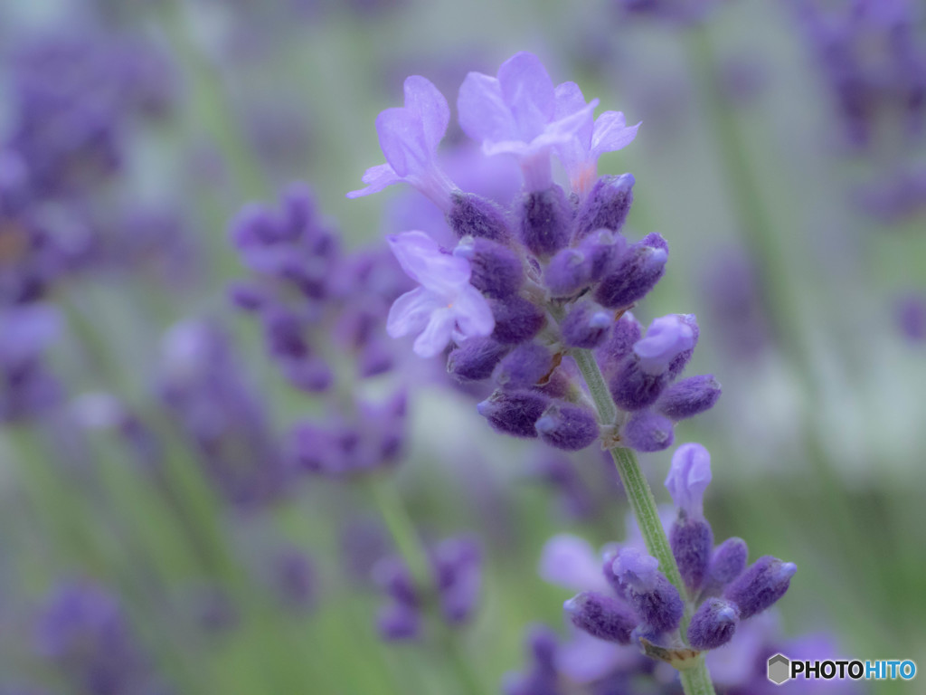 紫の花（ラベンダー）