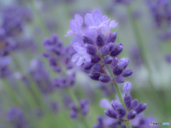 紫の花（ラベンダー）