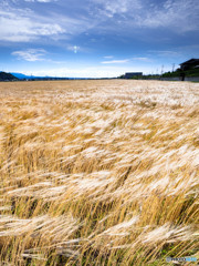 麦畑と風1