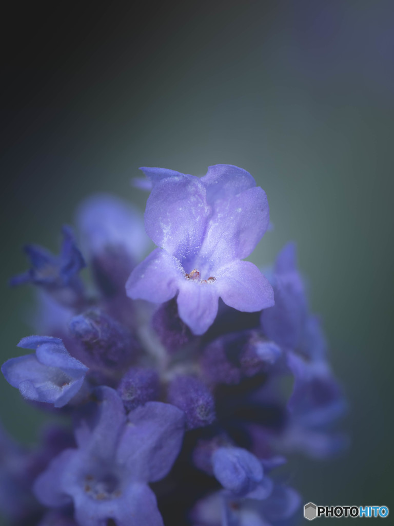 紫の花（ラベンダー）3