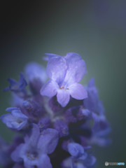 紫の花（ラベンダー）3