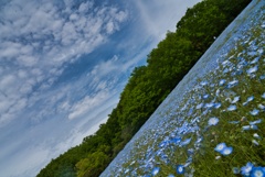 Nemophila