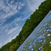 Nemophila