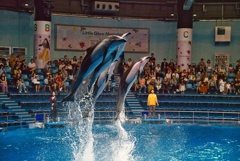 Dolphin Show 3