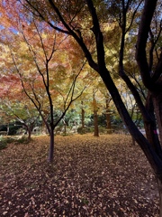 紅葉