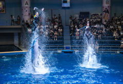 Dolphin Show 1