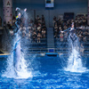 Dolphin Show 1