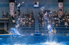 Dolphin Show 2