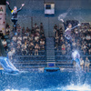 Dolphin Show 2