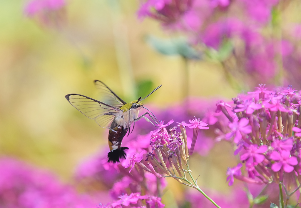 オオスカシバとピンクの花