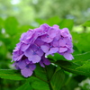 紫陽花