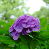紫陽花