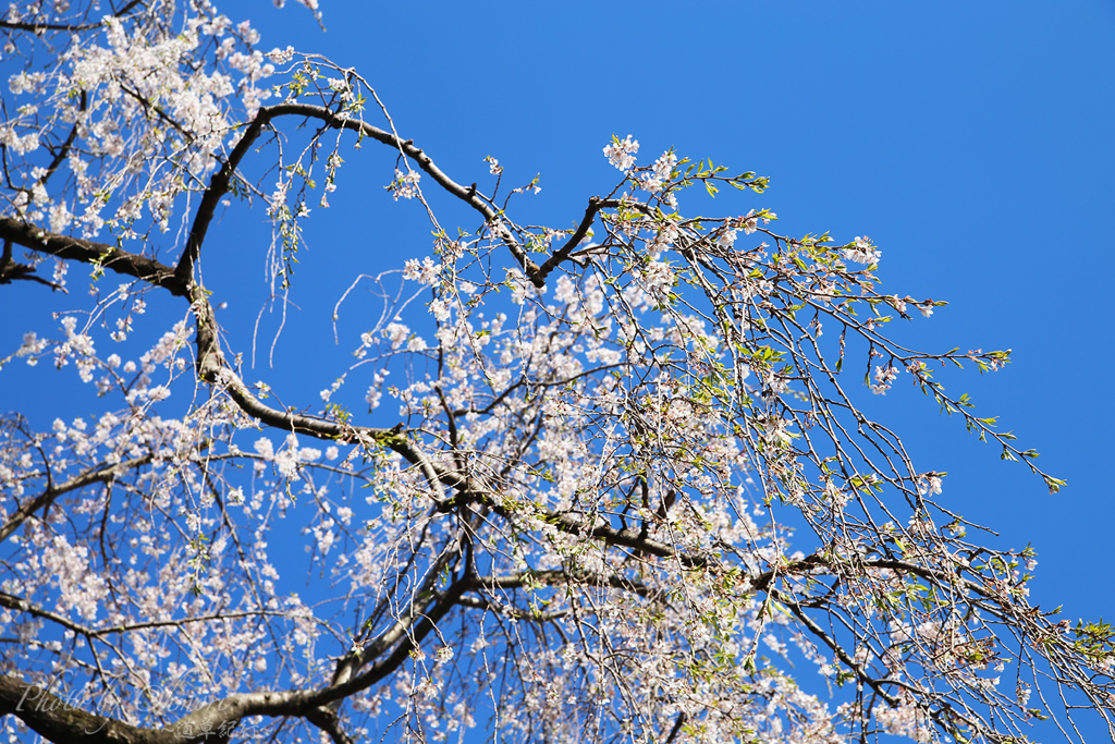 葉桜になりかけの枝垂れ桜