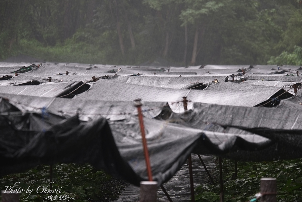 豪雨