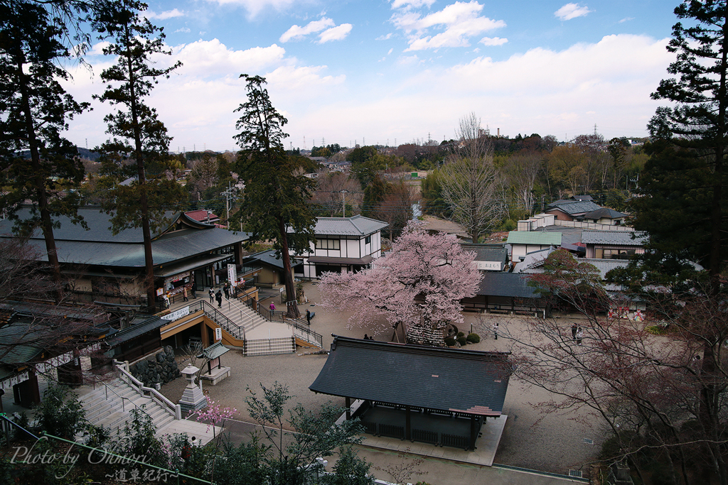 一本桜のある神社