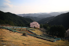 山里の一本桜