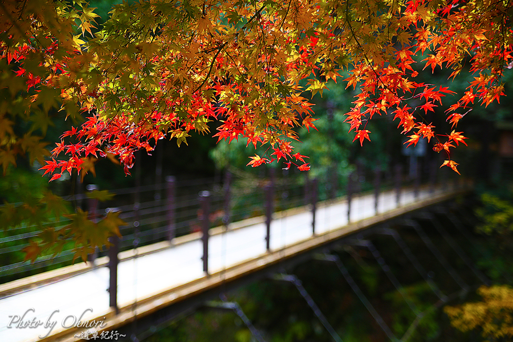 秋の吊り橋