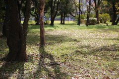 諏訪北公園 