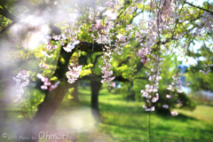 南湖公園の桜