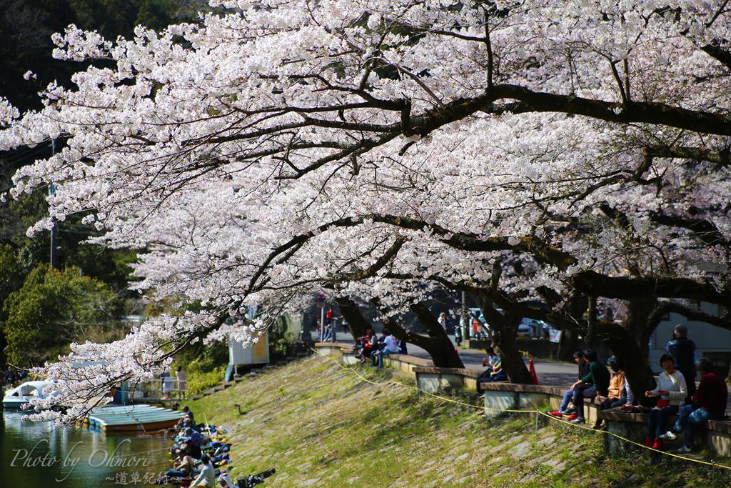 湖畔の桜