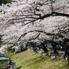 湖畔の桜