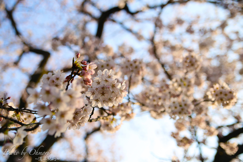 一本桜