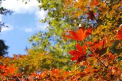 SDIM0249 のコピー天覧山　秋