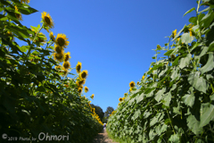 通路から