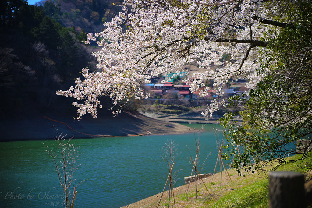 湖畔の桜