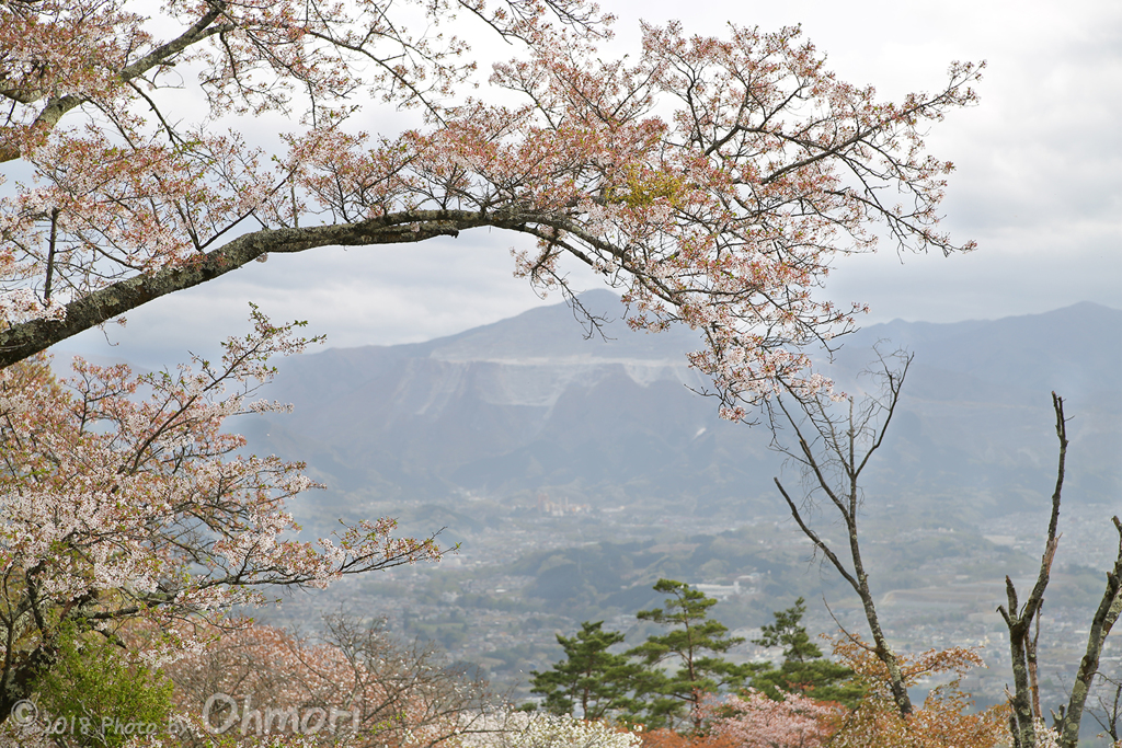 武甲山と桜