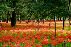 曼珠沙華