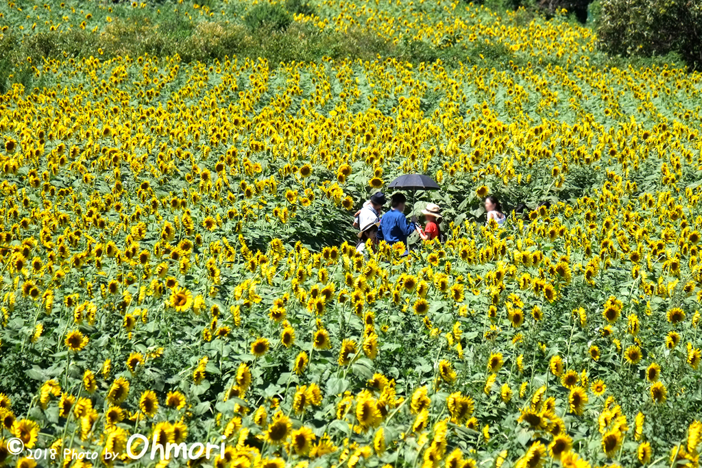 望遠にて　富士